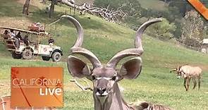 Transport Yourself to Africa at Safari West | California Live | NBCLA