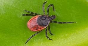 9 Types of Ticks Found In Missouri! (ID GUIDE)