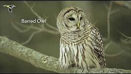 The Distinctive Calls of Owls: A Sampler