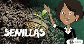 Las semillas | CIENCIAS | Video Educativo