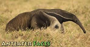 Anteater Facts & Information For Kids, With Pictures & Video.
