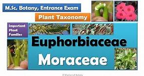 Euphorbiaceae & Moraceae | M.Sc. Botany Entrance | Angiosperm Families | Important Notes