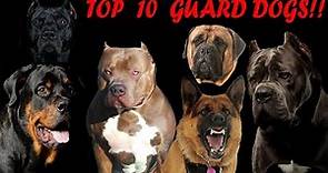 Top 10 best guard dog breeds to protect your family in 2024!