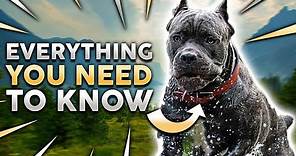Cane Corso 101! Everything You Must Know About Owning a Cane Corso Puppy