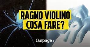 Ragno violino in Italia: ecco come riconoscerlo, dove vive e quali sono i rischi dopo il morso