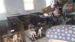 Dog rescue owner pleads guilty after 30 dogs found dead in freezers, 90 seized from facility