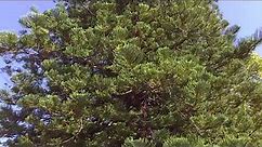 Giant Tree Araucaria heterophylla (Araucária Norfolk)