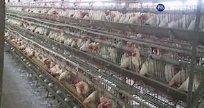 禽流感傳染高峰! 今年累計撲殺逾38萬隻家禽