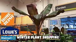 🌿🛒December Plants at @lowes and @HomeDepot! Bay Area Big Box Plant Shopping Winter 2023