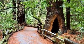 San Francisco - Muir Woods and Wine Country Tour