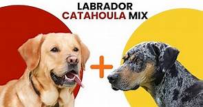 Labrador Catahoula Mix AKA Labahoula