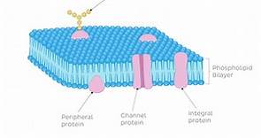 Cellular organelles