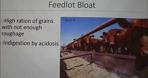 Bloat Prevention in Cattle