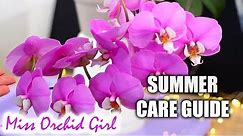 Phalaenopsis Orchids Summer Care - Detailed care guide for Orchid beginners