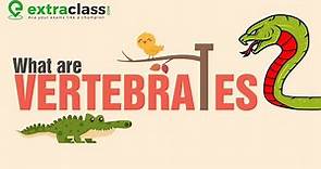 What are vertebrates ? | Biology | Extraclass.com