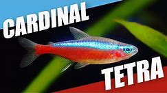 Species Spotlight | Cardinal Tetra