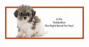 Everything Puppies - Teddy Bear Breed Information (2019)