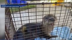 Rabid otter attacks Florida man, bites him 41 times