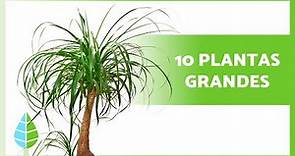 10 PLANTAS de INTERIOR GRANDES 🌳 (Nombres y Cuidados)