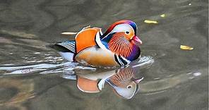 It's back: NYC's rare Mandarin duck makes grand return to Central Park