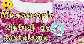 🥕🔬Microscopio virtual de histología| cortes histológicos online| Doctologo