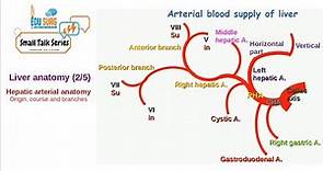 Liver anatomy - Hepatic artery proper - Origin, course and branches of hepatic artery