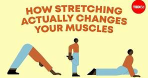 How stretching actually changes your muscles - Malachy McHugh