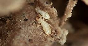 Termites predicted to flourish in wet summer months in the Texas Panhandle