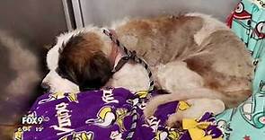 10-year-old St. Bernard rescued after spending 17 days lost in cold