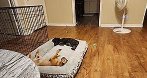 Jacksonville, AR - Cockapoo/Chihuahua. Meet Lucy and Matts a Pet for Adoption - AdoptaPet.com