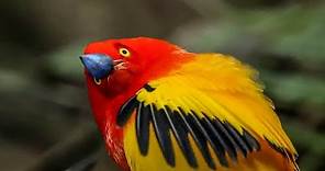 Unbelievable Bird Behaviours | BBC Earth