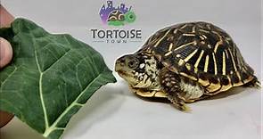 Box Turtle Care | Ornate Box Turtle
