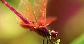 Fascinating Dragonfly Facts Unveiled!