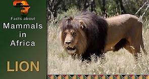 Lion (Panthera Leo), Mammals in Africa