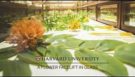 Harvard restores its famed Glass Flowers