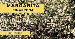 Margarita Cimarrona 🌼​ Características y reproducción 🌼​ Jardinatis 👩‍🌾​