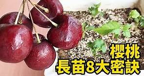 櫻桃長苗8大密訣 | 8 Secrets of Growing Cherry Seedlings