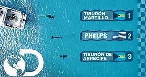 Michael Phelps vs Tiburón blanco: ¡La carrera! | Shark Week | Discovery Latinoamérica