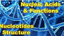 Nucleic Acids: Structure and Function Explained