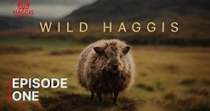 Wild Haggis Episode One | The Unseen Hero's Of Scottish Forests