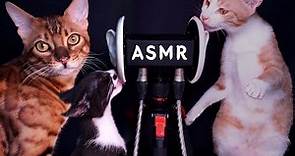 ASMR 하는 고양이들![CATS ASMR]Ear Cleaning ,꿀꿀선아 asmr suna