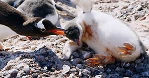 Young Penguin Tragically Dies | Penguin Post Office | BBC Earth