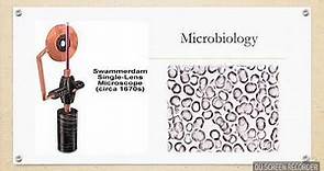 Jan Swammerdam - The Dutch Microscopist