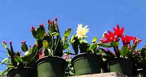 Easter cactus blooms for the holiday and beyond