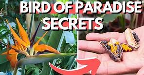 5 Bird of Paradise Secrets | Flower and Grow Seeds Indoors
