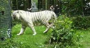 ZooParc de Beauval 2018 - White Tiger (Tigre blanc)