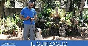 Il guinzaglio