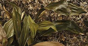 Lucian Freud: Plant Portraits - Garden Museum