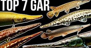Top 7 Gar Species