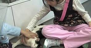 SPCA Adopt 香港愛護動物協會 ─ 領養寵物